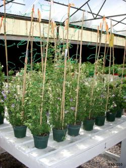 Image of ...Alfalfa in the Greenhouse