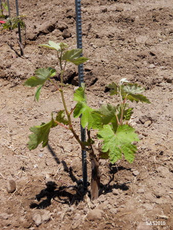 Image of ...Grape Vine