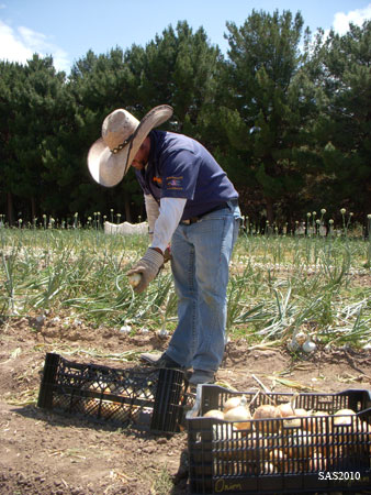 Image of ...Oscar Paulin Harvesting Onions