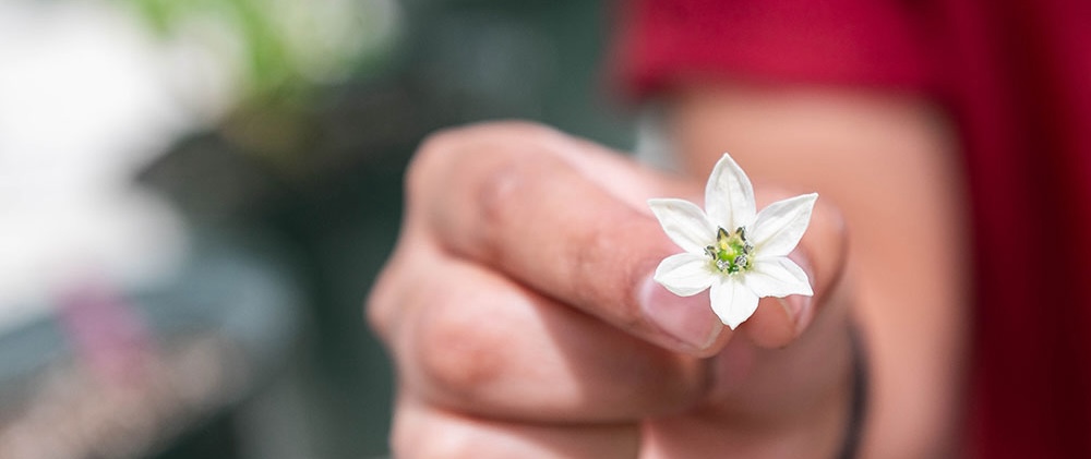 Image of person holding a small flower