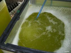 Image of ...algae